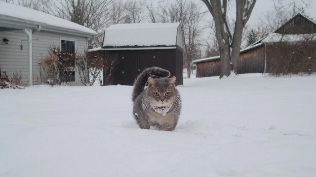 Рандомных фото котов тред