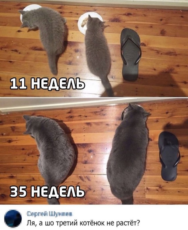 Субботние картинки