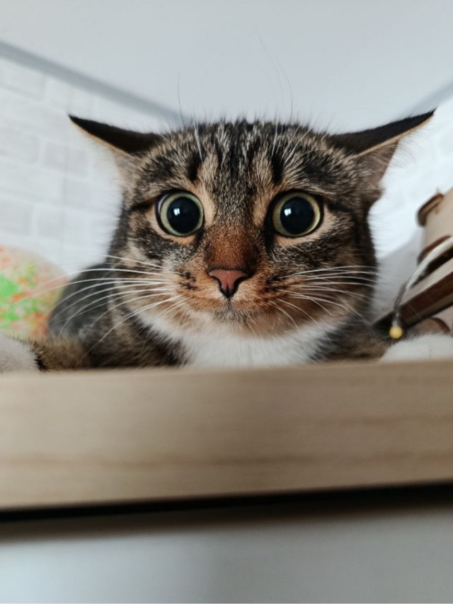 Котовторник. Моё зверьё