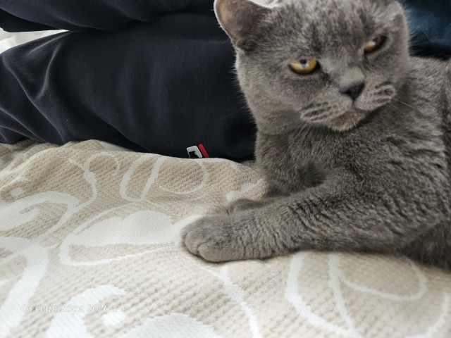 Я дорого продам свою жизнь