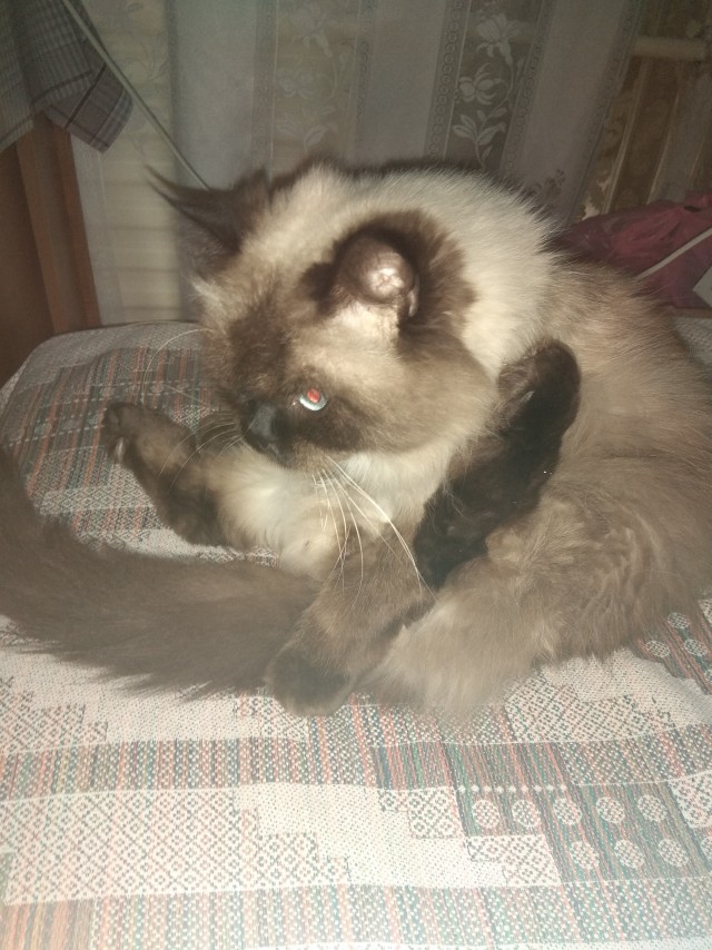 Кот интересуется) жизнь одного Кота)