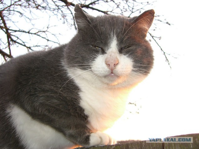 Котовторник 18.03.2014