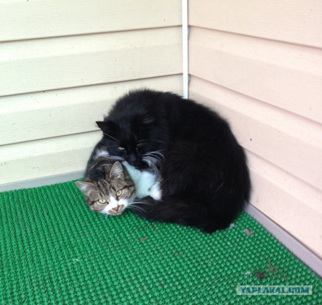 Котовторник 01.04.2014