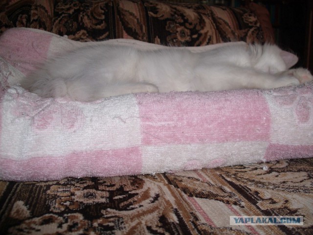 Котовторник 27.5.2014