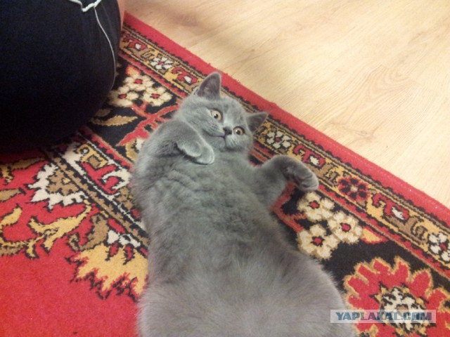 Котовторник 27.5.2014