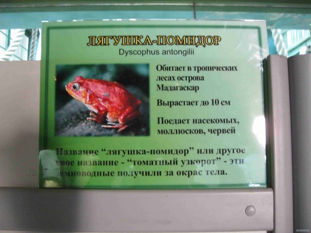 Поход за хорошим настроением
