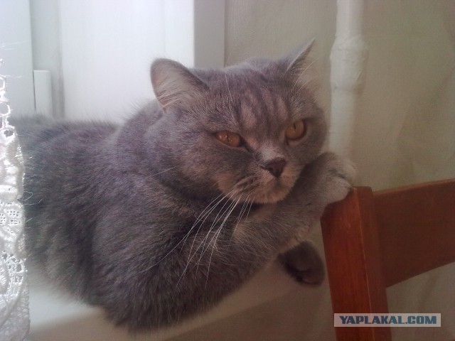 Котовторник 16.09.14
