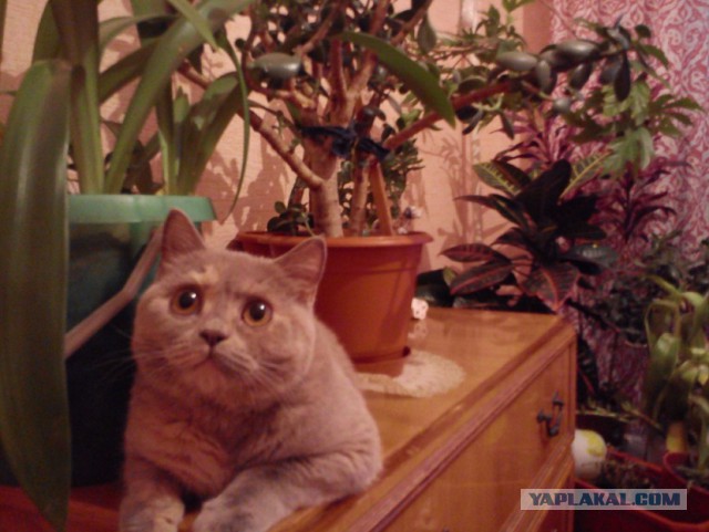 Котовторник 11.11.2014