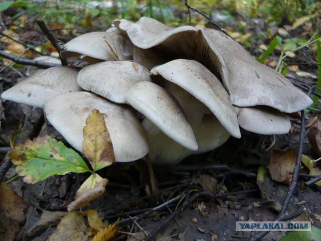 Вспомним лето! Вылазка за грибами.