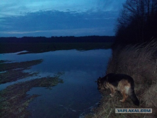 Жизнь домашнего приюта для котеек 44