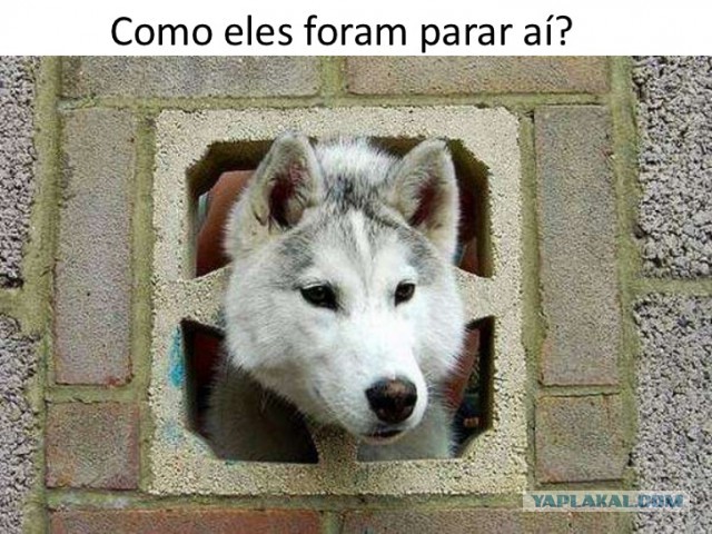 Спасение собаки