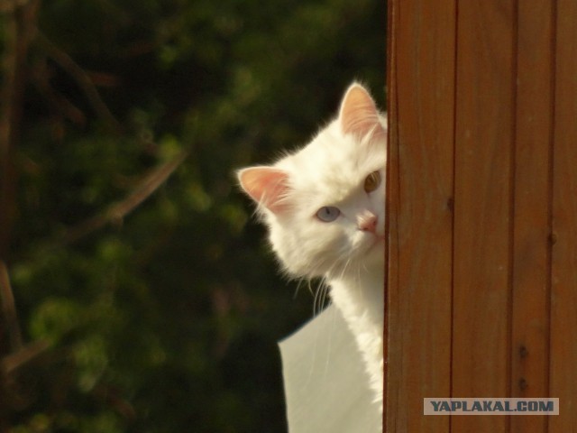 Котовторник