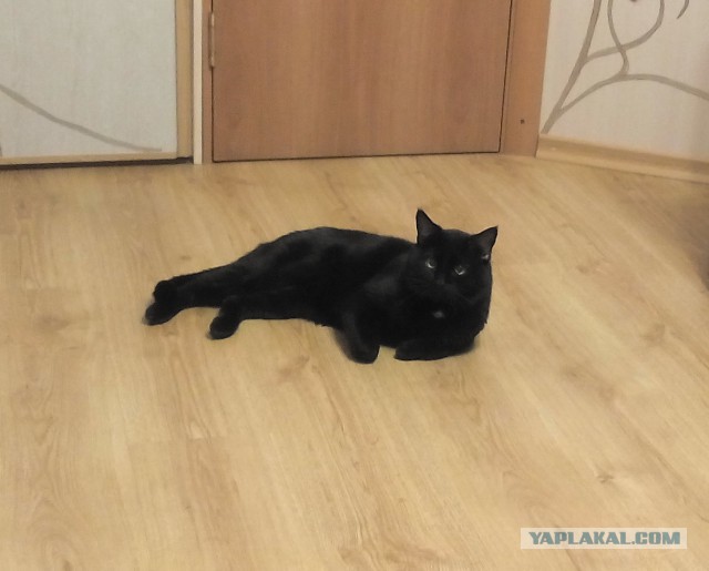 Жизнь кота