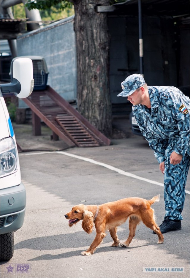 Центр кинологической службы Упр-ния на транспорте