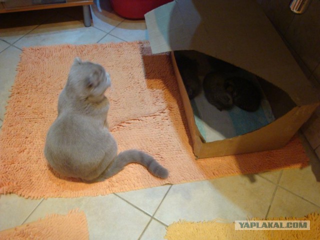 Котовторник 06.10.2015