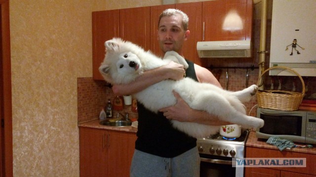 Собакочетверг же, ау!