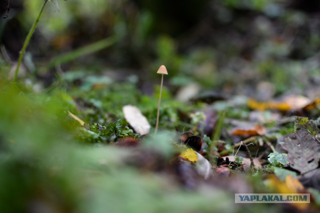 Удивительный мир грибов