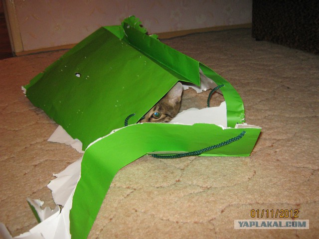 Коты в засаде