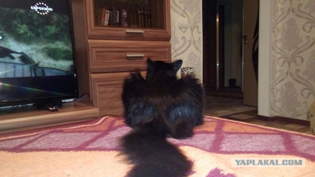 Котовторник 29.03.2016