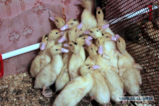 Сельскохозяйственный эксперимент ч. 7