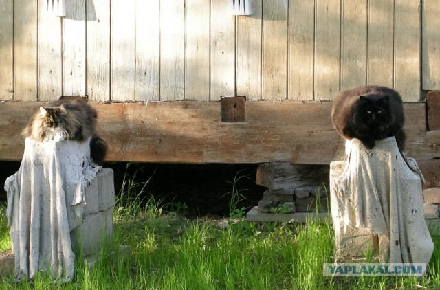 Котовторник 31.05.2016