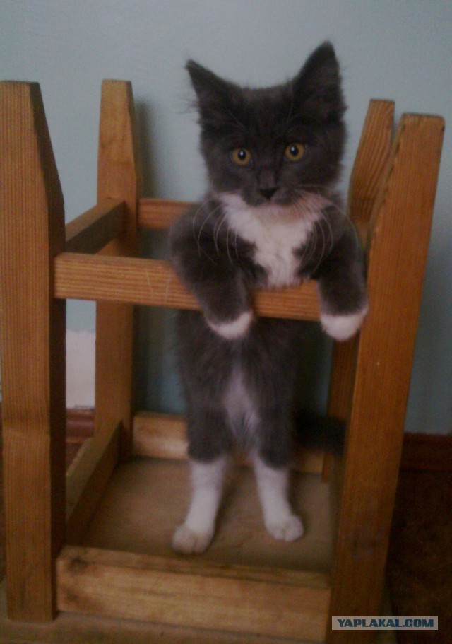 В кота вселился демон.
