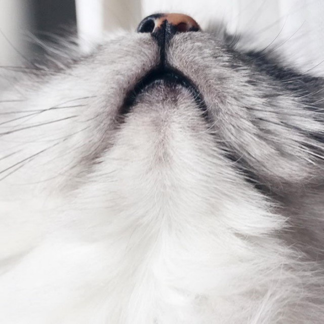 Невероятная кошка Алиса с шерсткой цвета мрамора