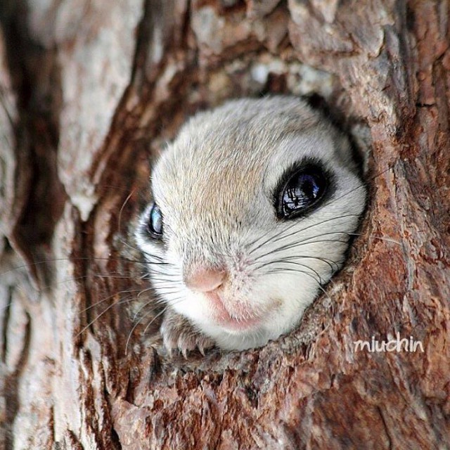 Прикольные животные