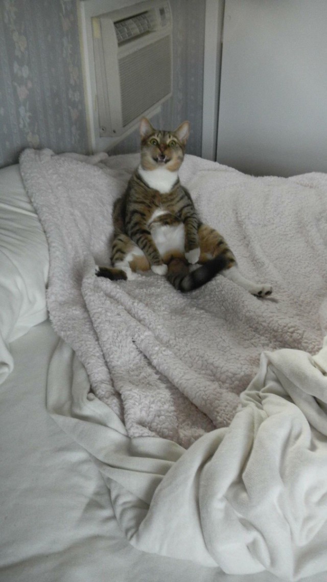 Коты и Кошки