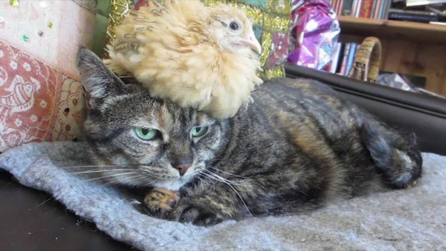 Коты и Кошки