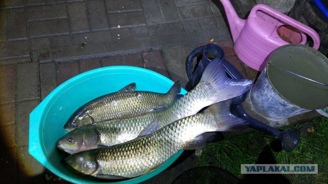 Вырвался сегодня на рыбалку.