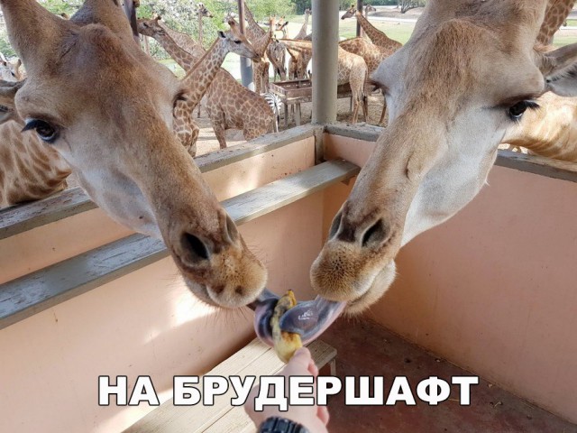 Подборка забавных животных
