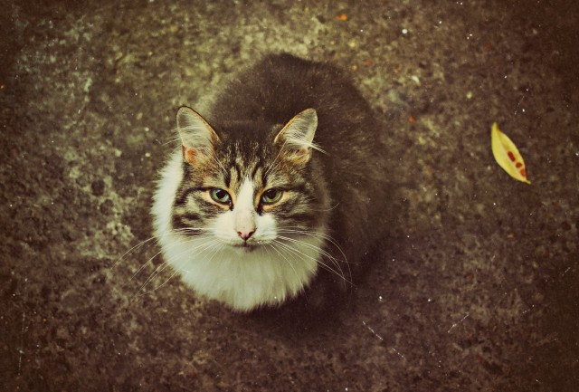 Коты и Кошки