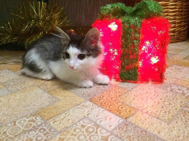Коты и Кошки