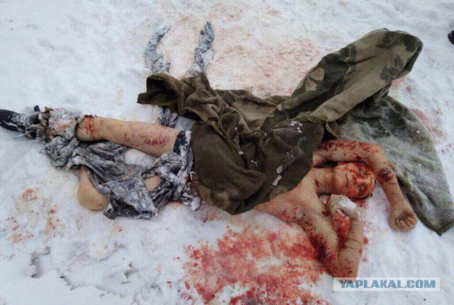 В Красноярске во дворе школы стая собак напала на 9-летнюю девочку