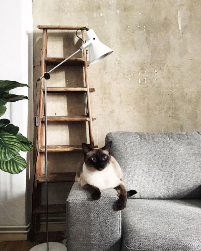 Фотобомбы котов
