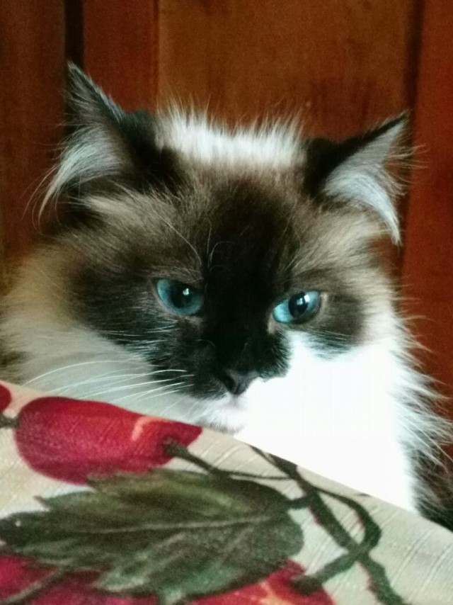 Фотобомбы котов