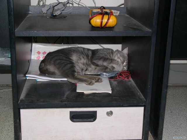 Котовторник