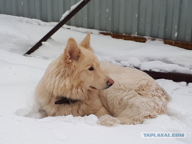 Кто-то хотел хаски дома?