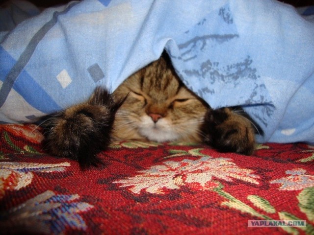 Котовторник 1.11.11