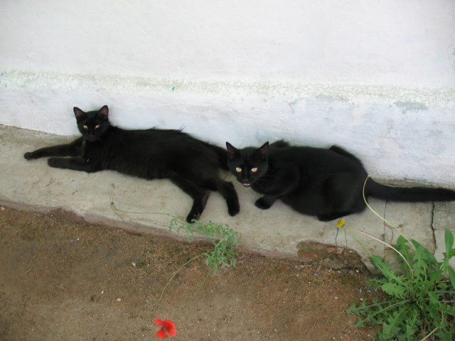 Котовторник 22.11.11
