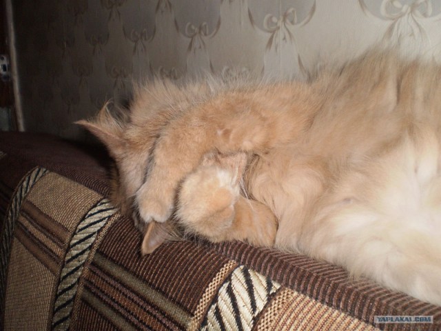Котовторник (24. 01. 2012 )