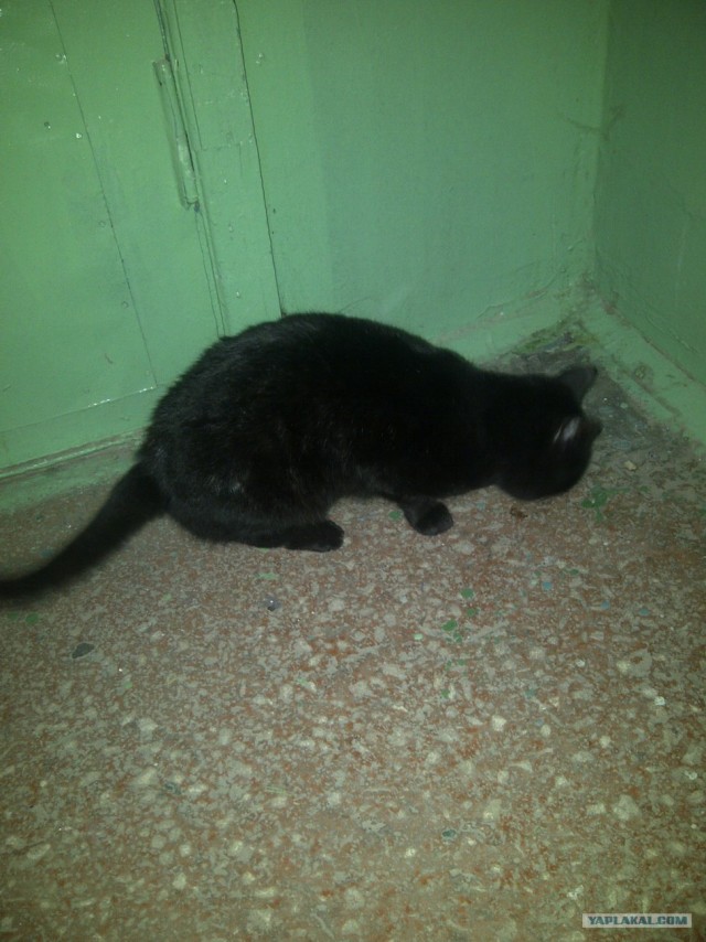 Котовторник 10.04.2012