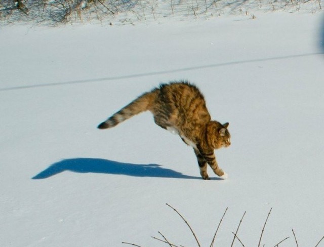 Живность из сети