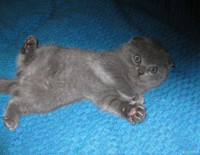 Котовторник  4.09.12