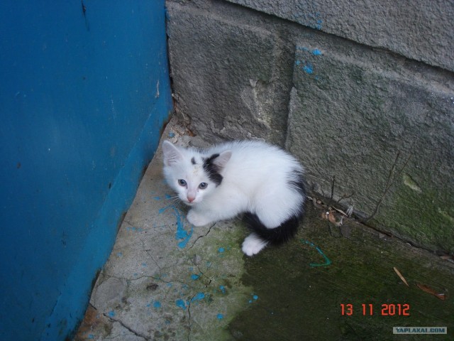 Находка на заднем дворе