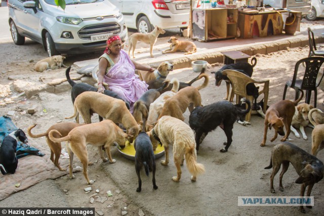 Во Владимире собаки насмерть загрызли молодого мужчину