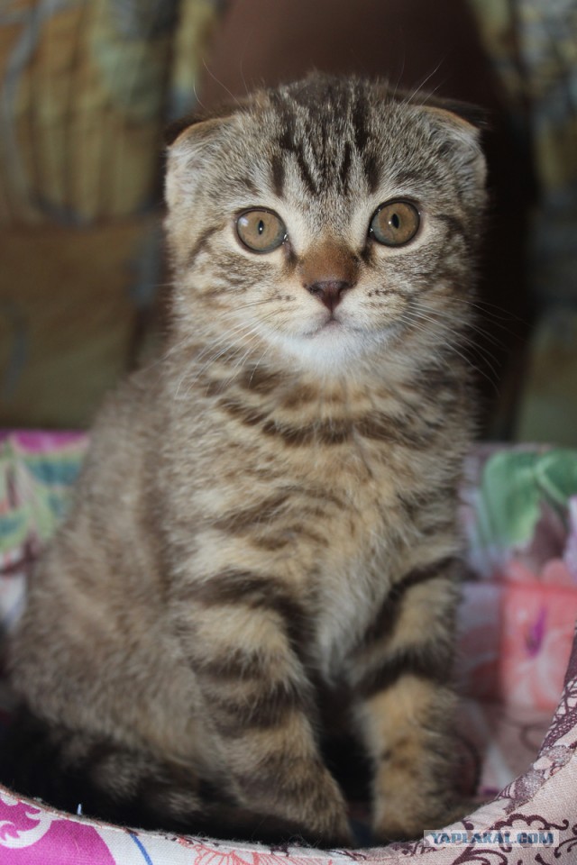 С Днём кошки!