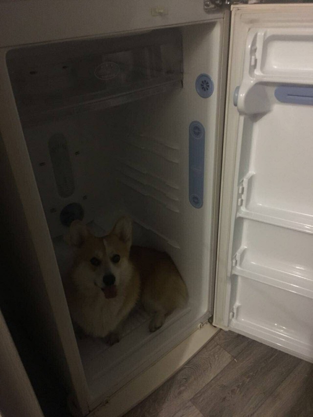 Живность из сети