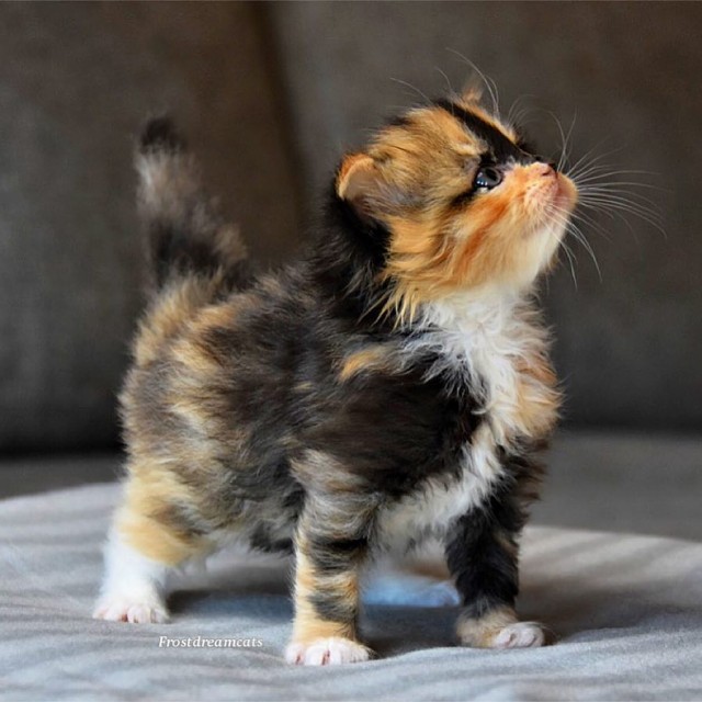 Котовторник однако